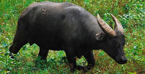 Tamaraw .
